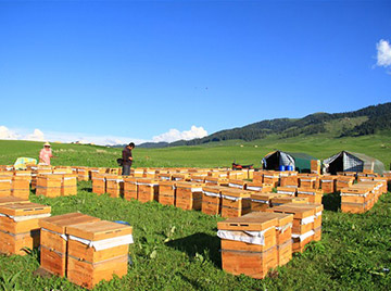 草原养蜂基地
